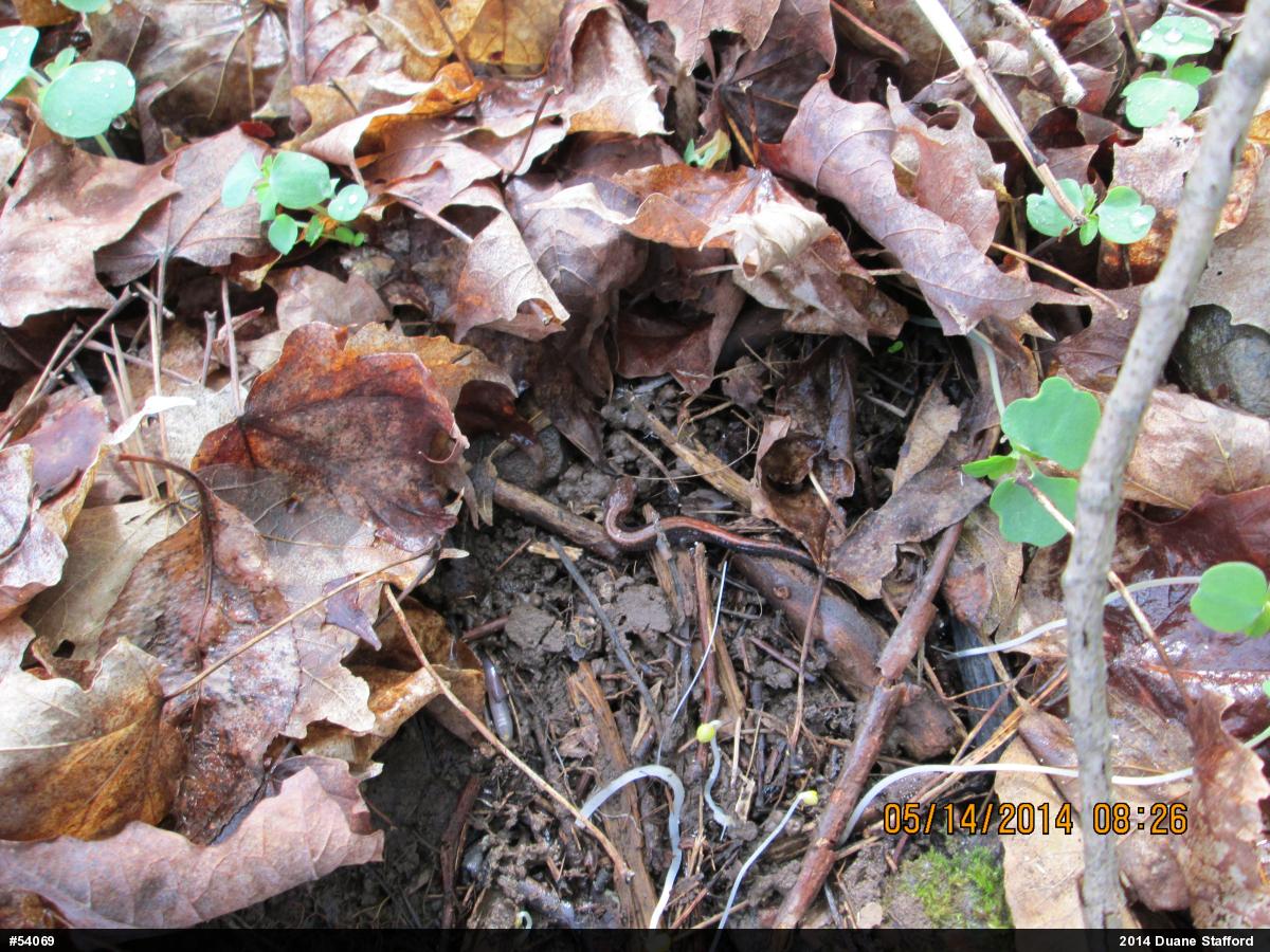Eastern Red-backed  Salamander