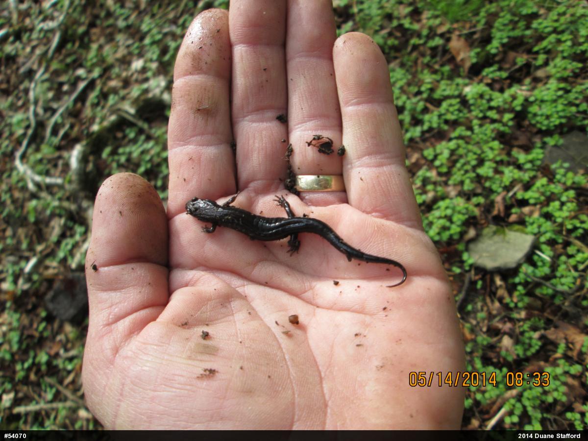 Allegheny Mountain Dusky Salamander