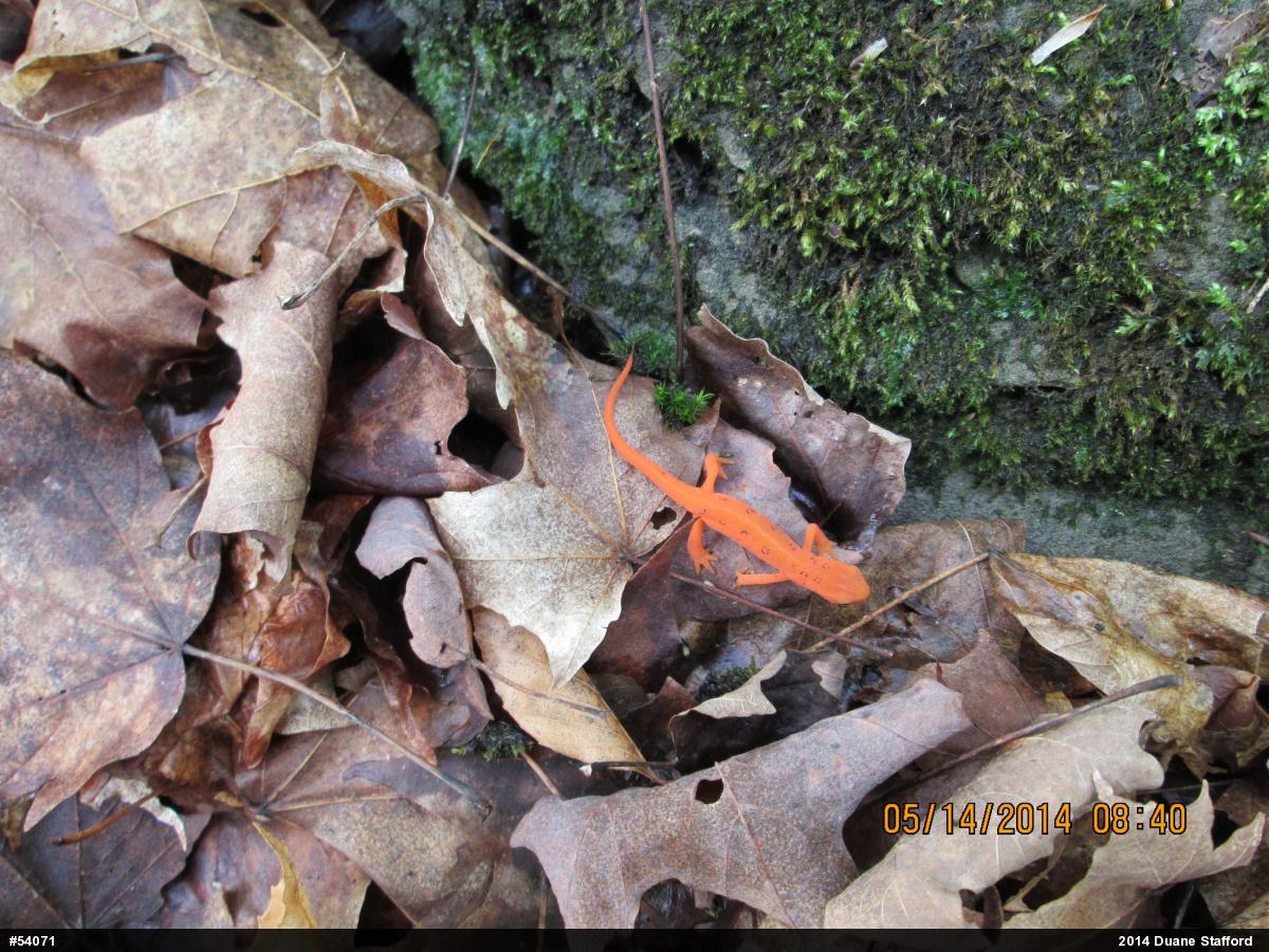 Red-spotted Newt