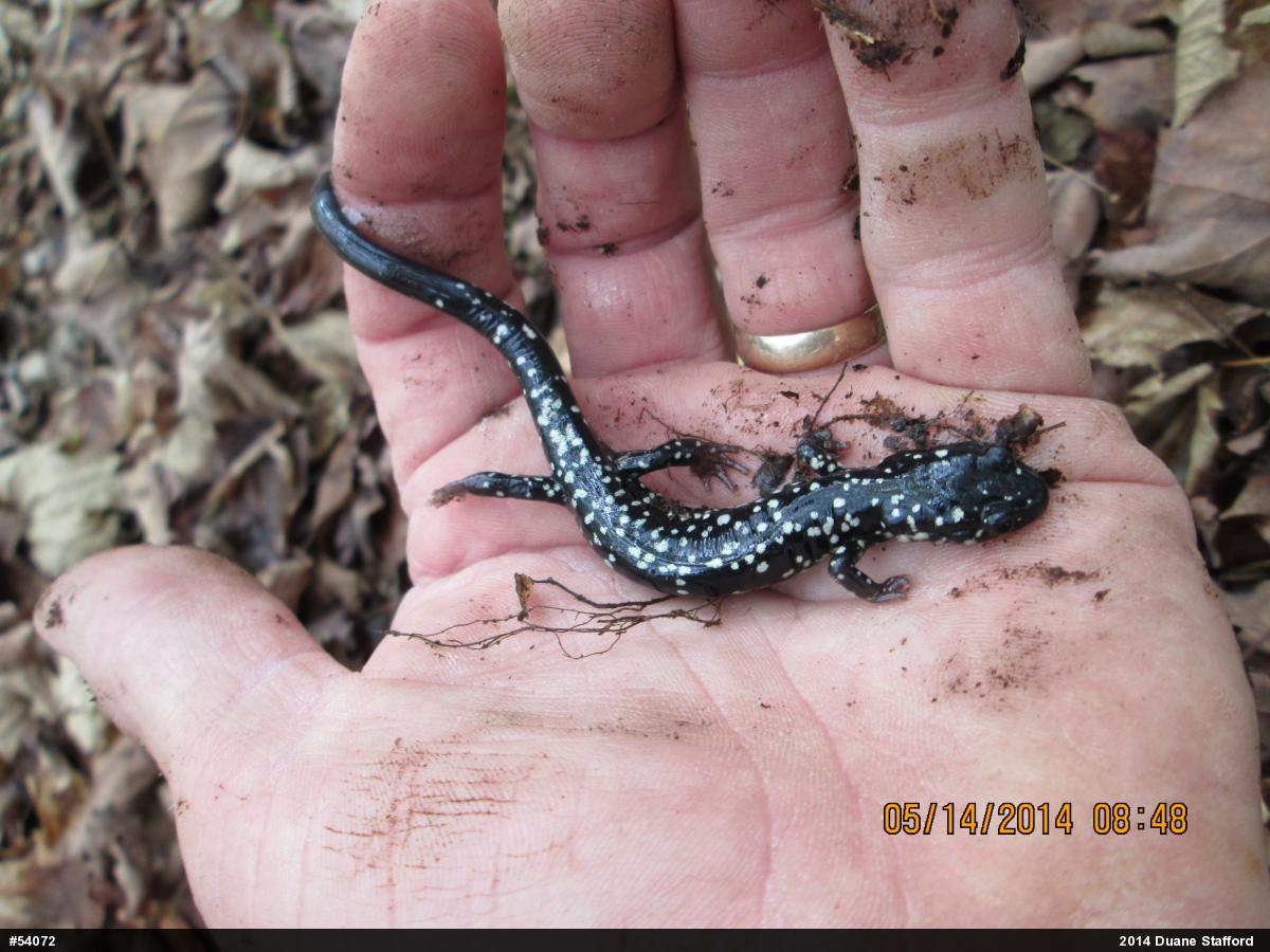 Northern Slimy Salamander