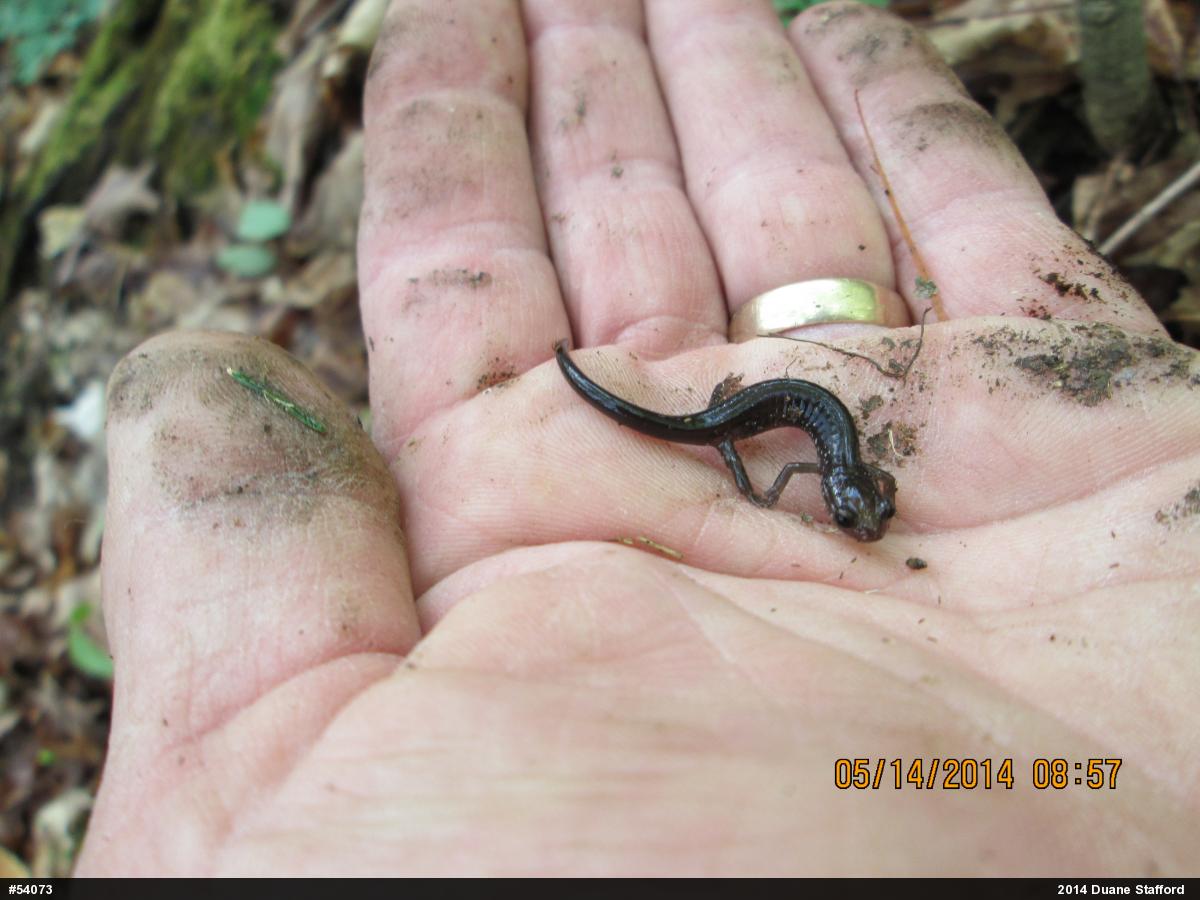 Wehrle's Salamander