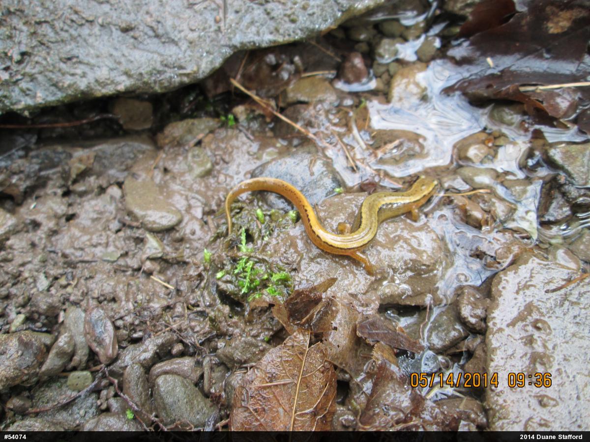 Northern Two-lined Salamander