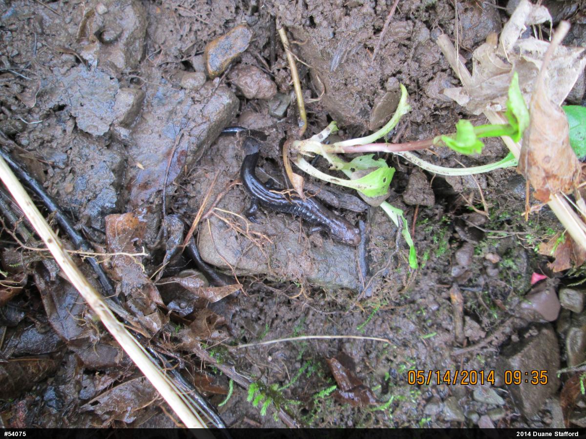Allegheny Mountain Dusky Salamander