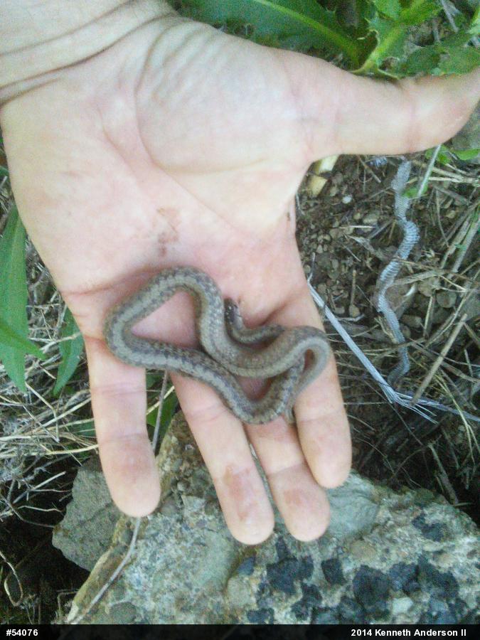 Dekay's Brownsnake