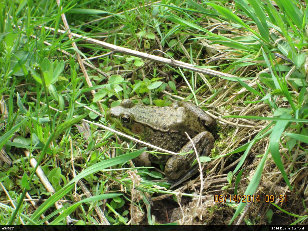 Green Frog