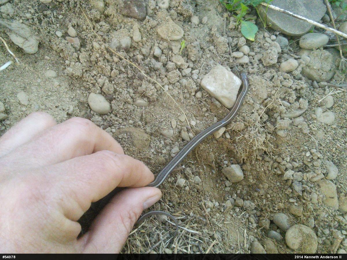 Shorthead Gartersnake