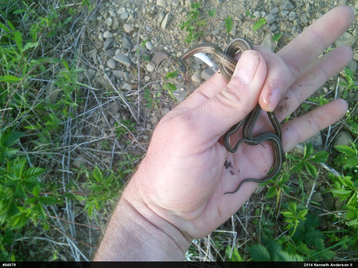 Shorthead Gartersnake
