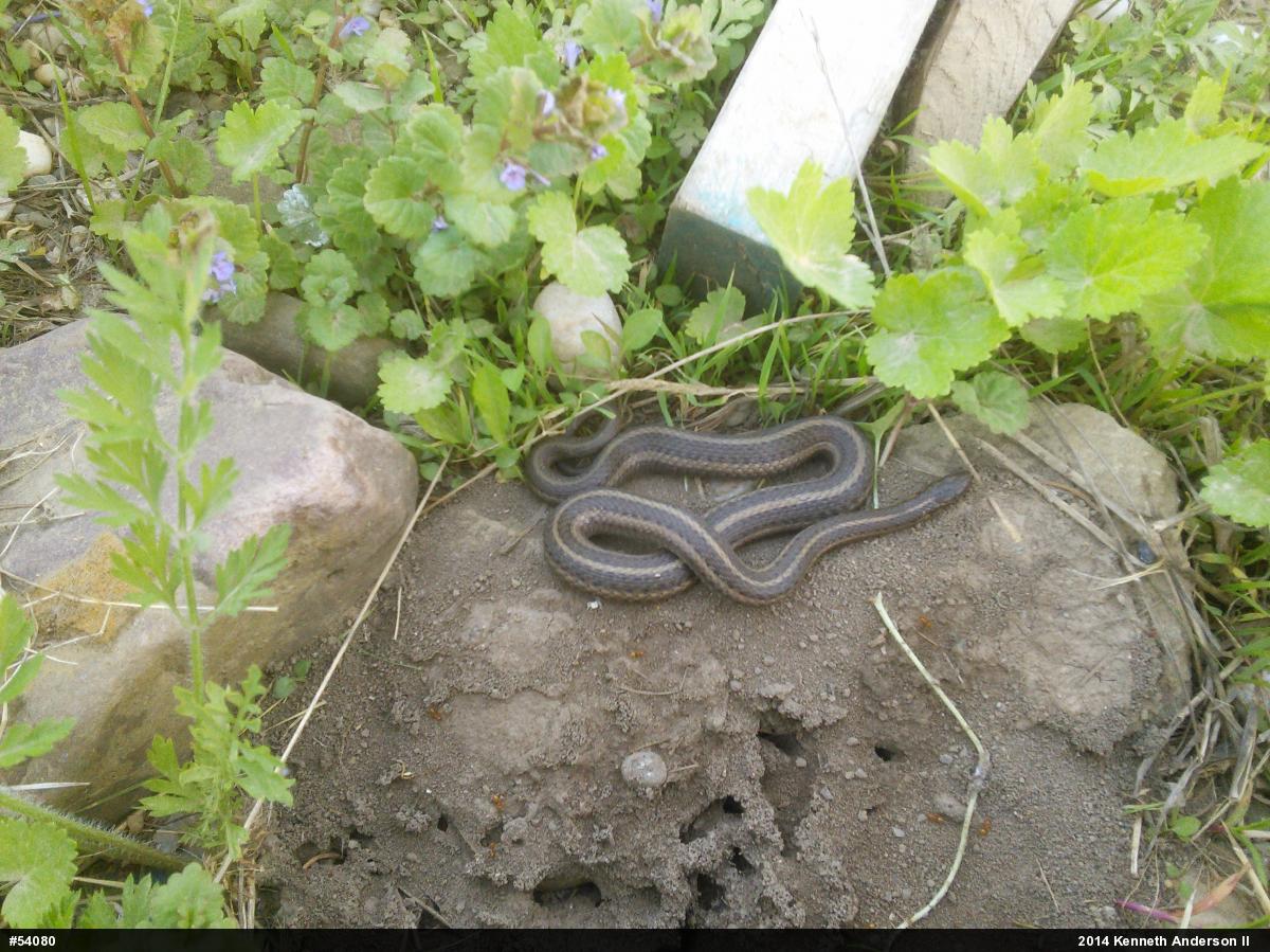 Shorthead Gartersnake