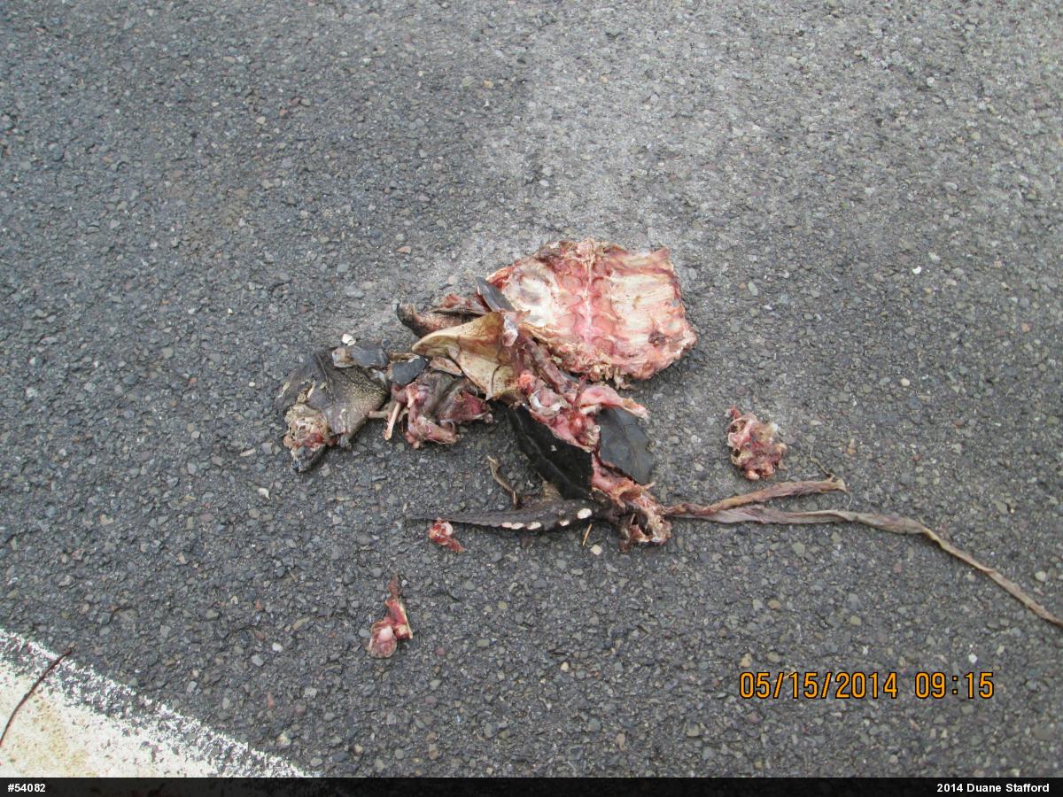 Snapping Turtle