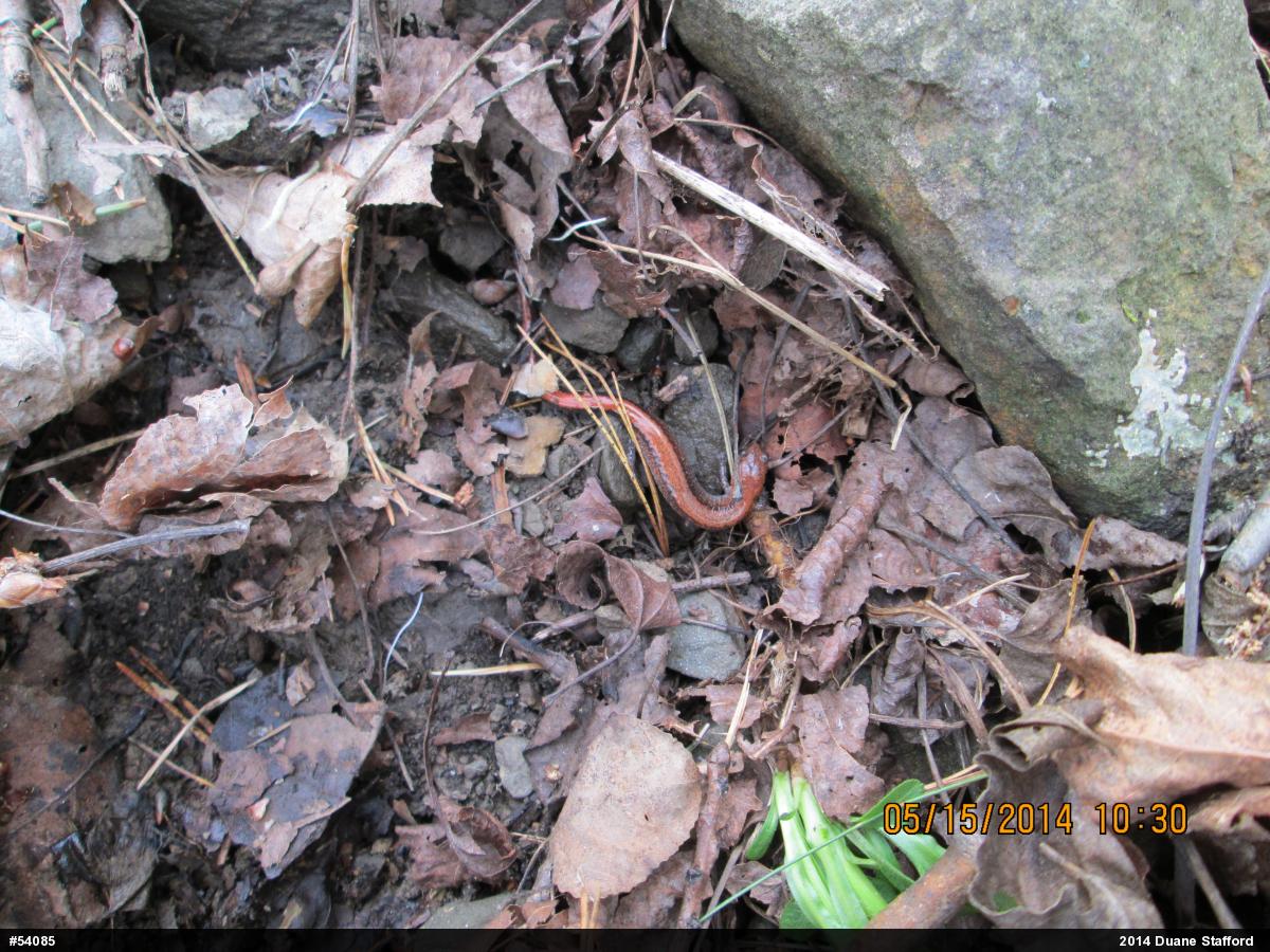 Eastern Red-backed  Salamander