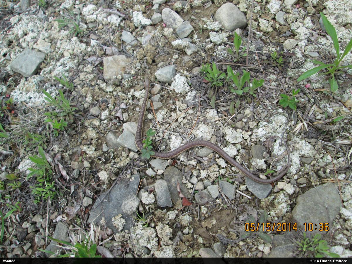 Eastern Gartersnake
