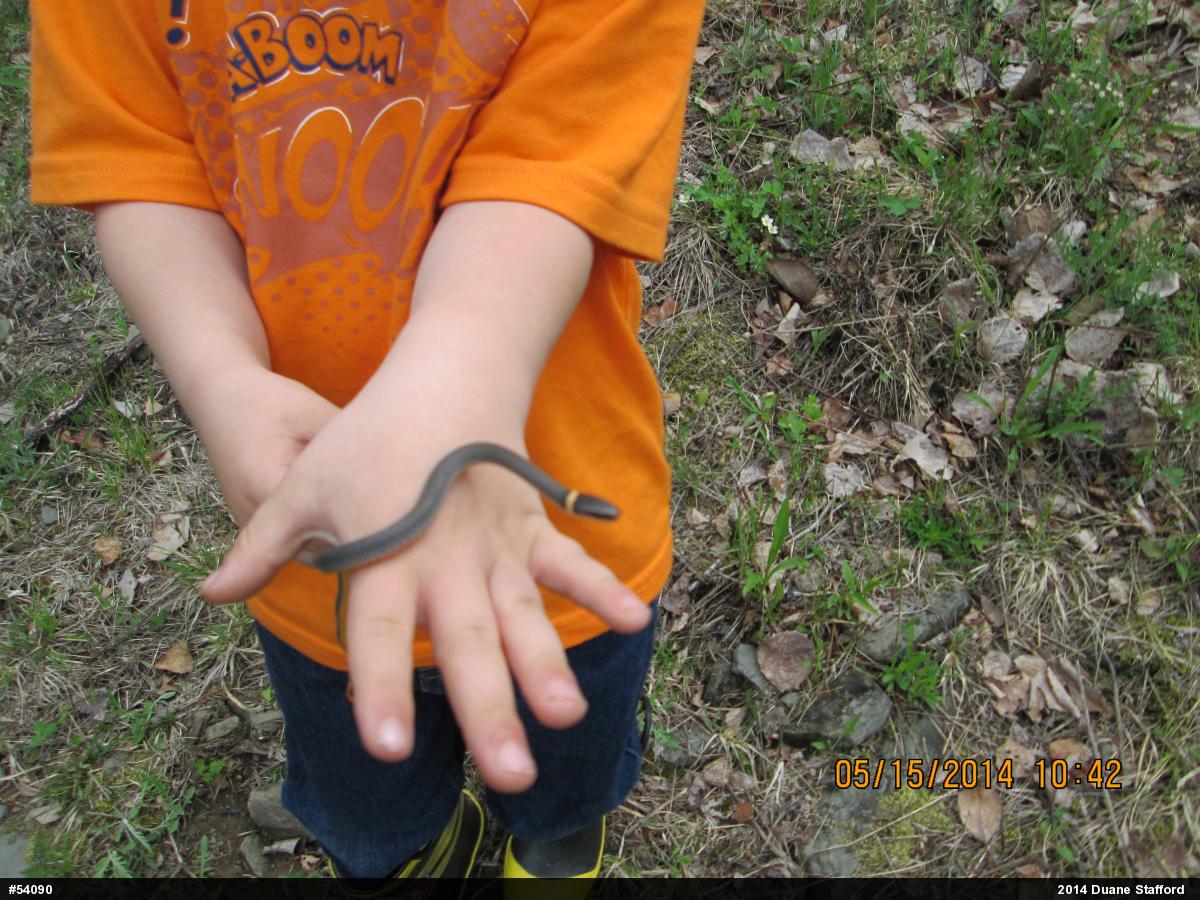 Northern Ring-necked Snake