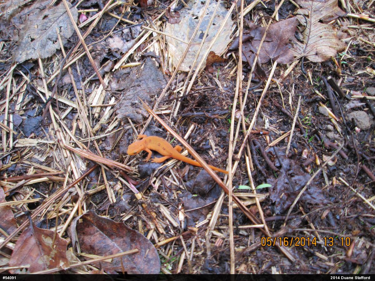 Red-spotted Newt