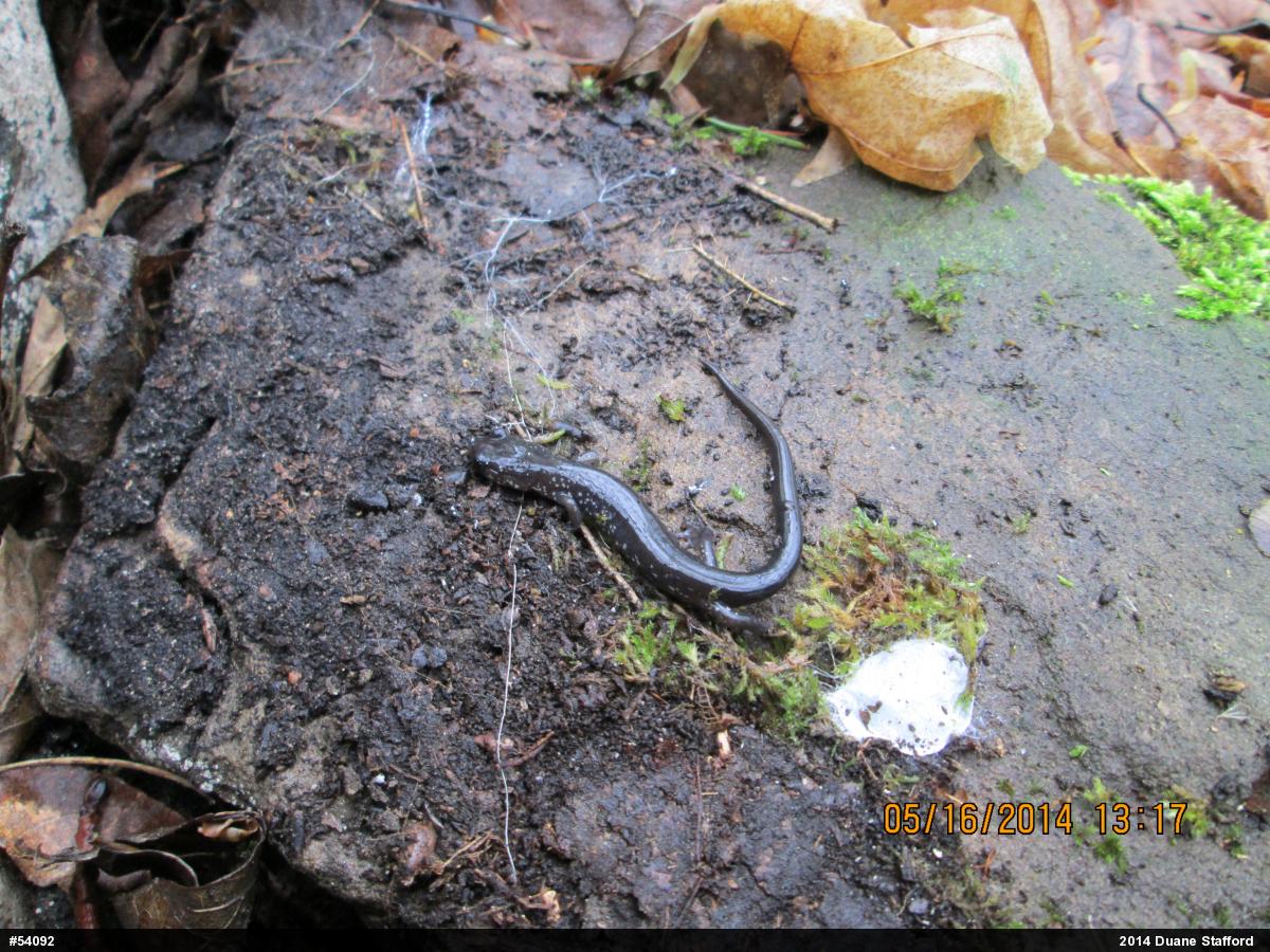 Wehrle's Salamander