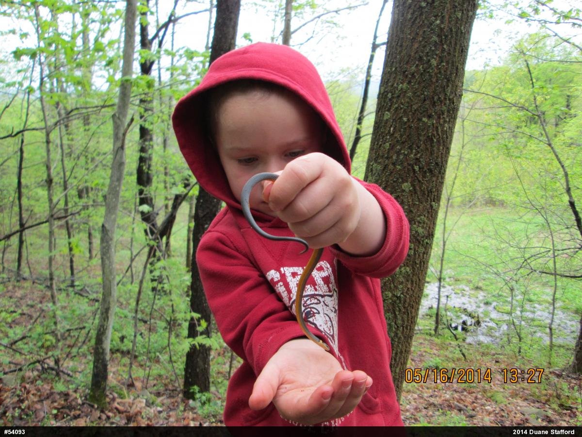 Northern Ring-necked Snake