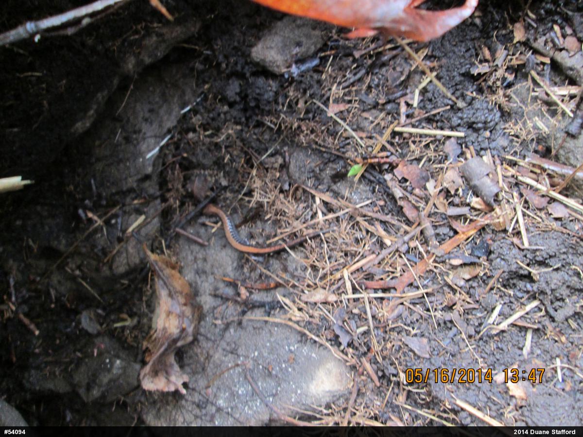 Eastern Red-backed  Salamander