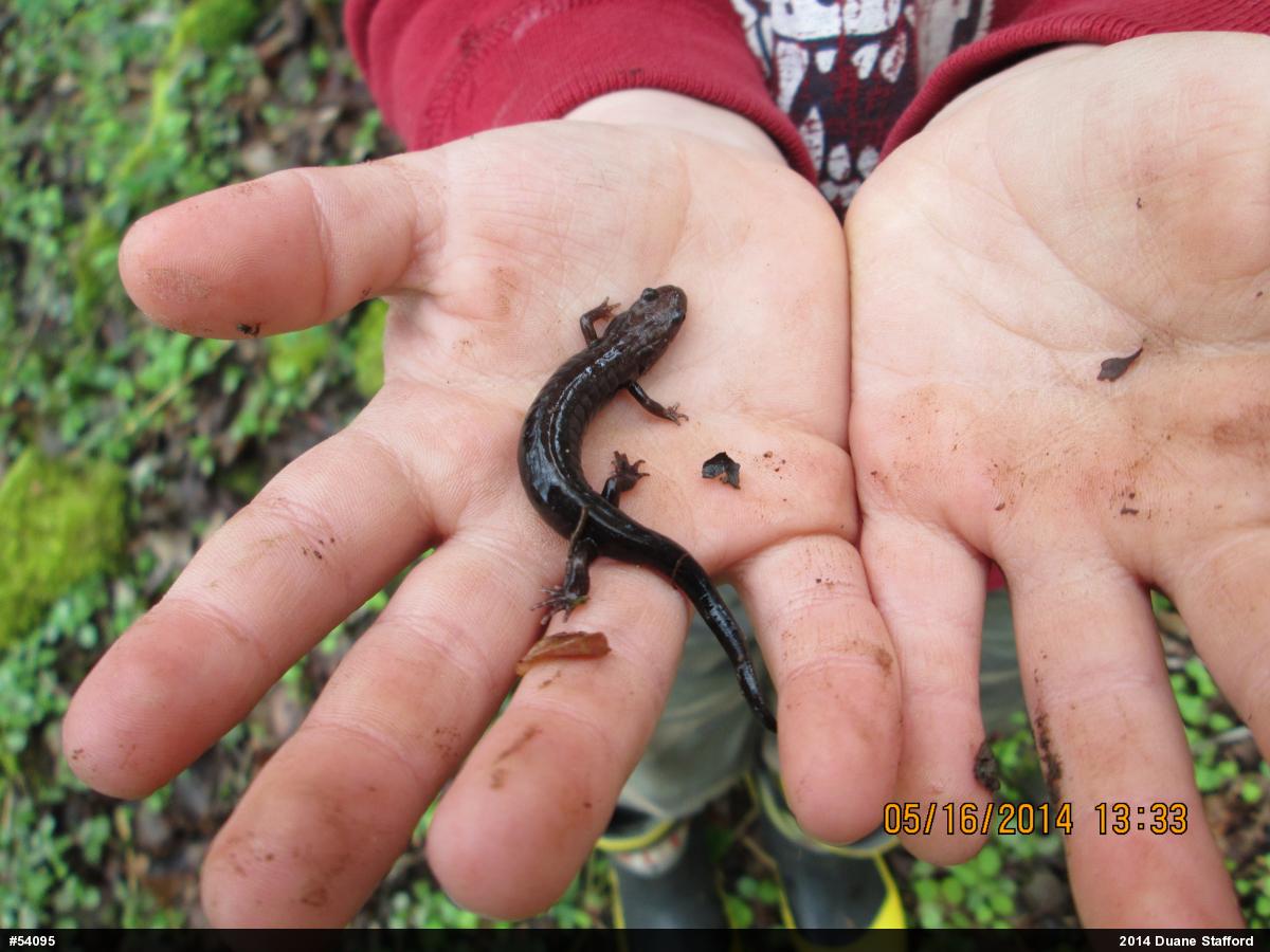 Allegheny Mountain Dusky Salamander