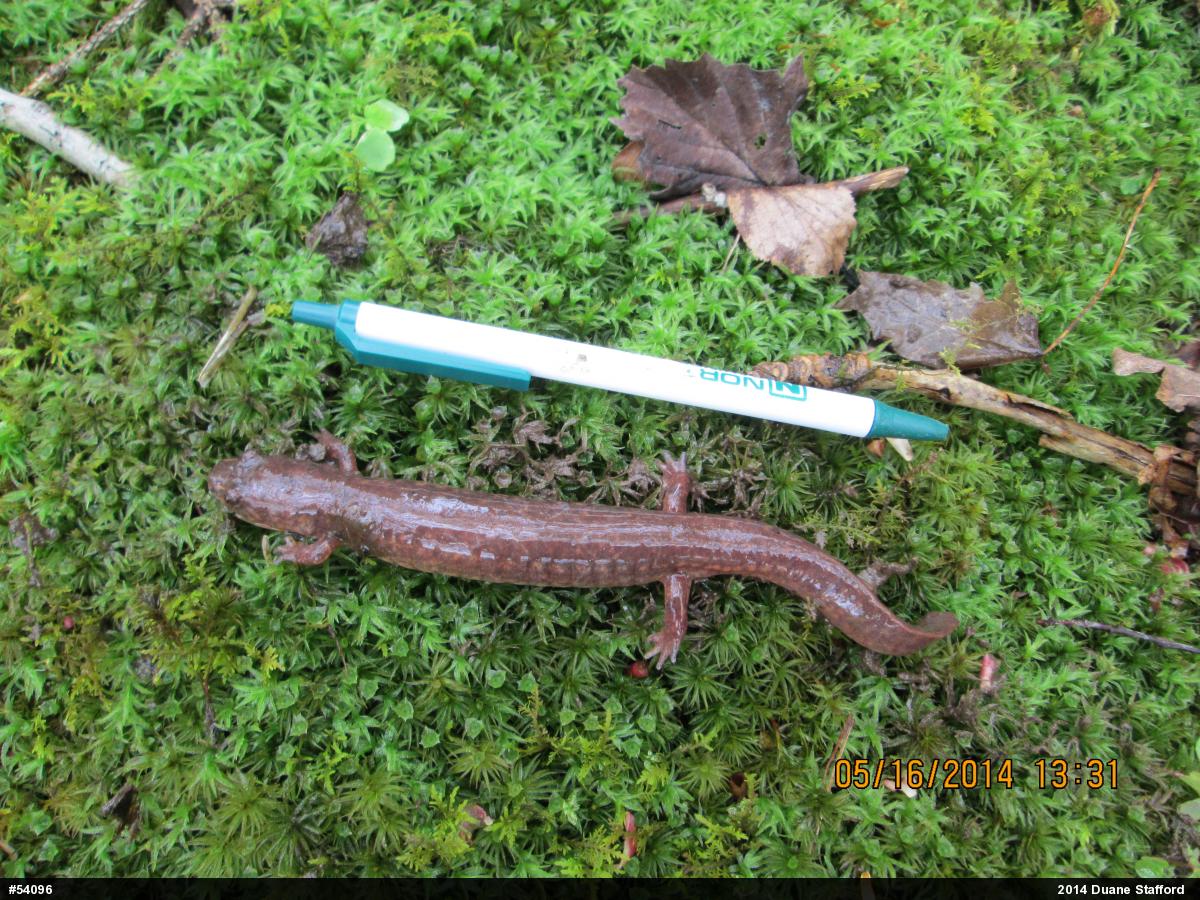 Northern Spring Salamander