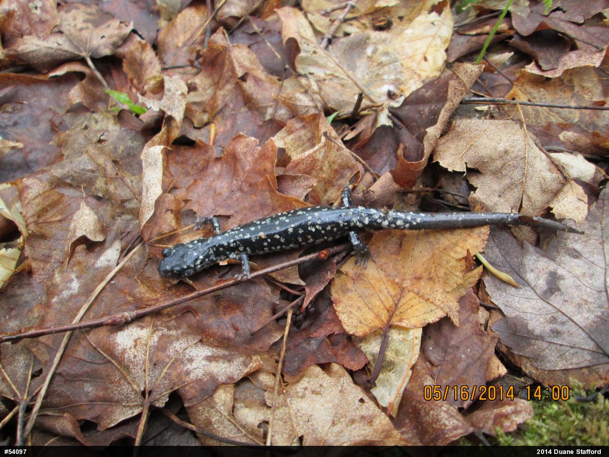 Northern Slimy Salamander