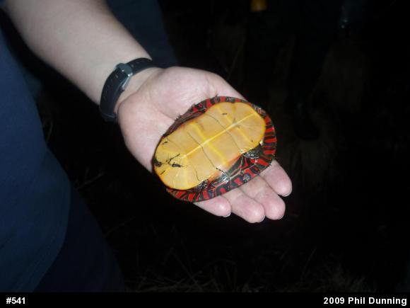 Eastern Painted Turtle