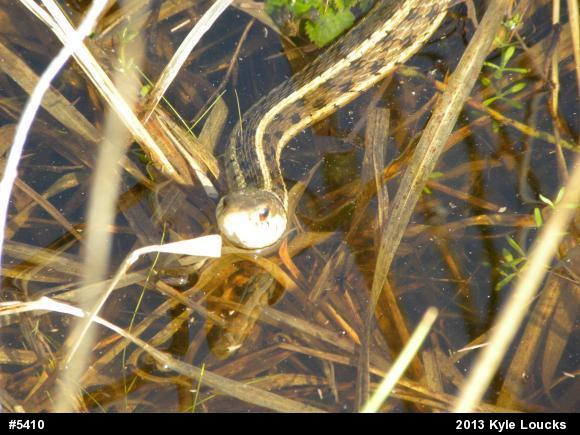 Eastern Gartersnake