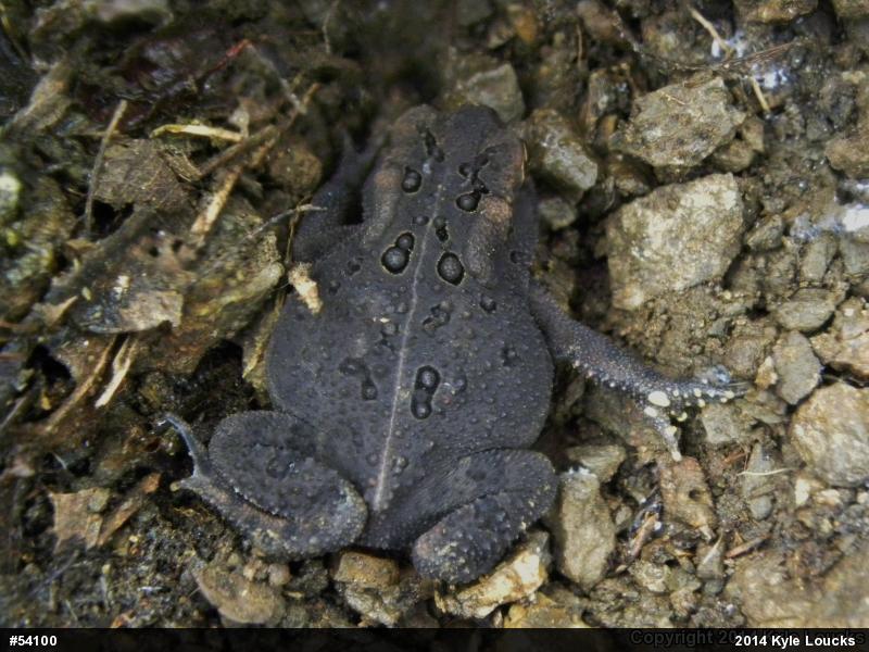 Eastern American Toad