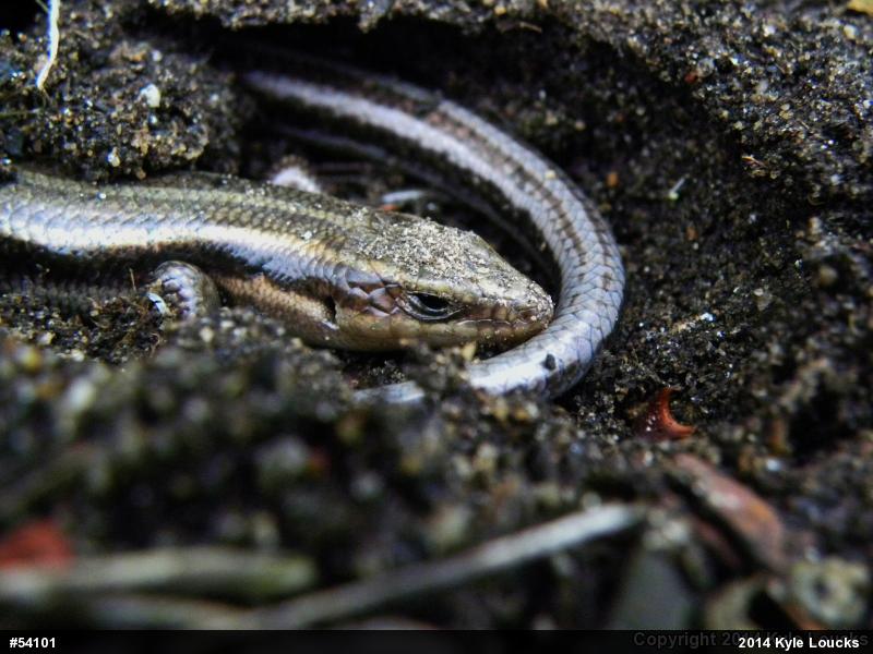 Common Five-lined Skink