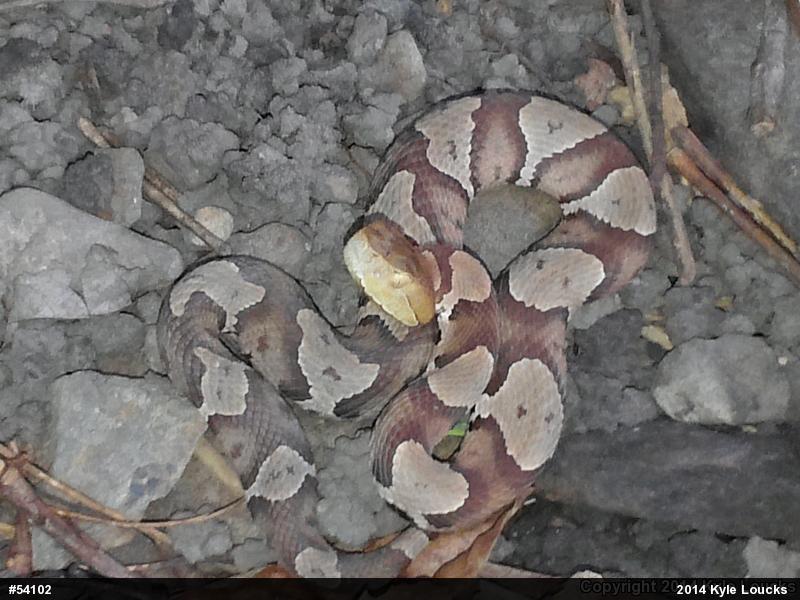 Northern Copperhead
