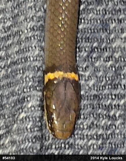 Northern Ring-necked Snake