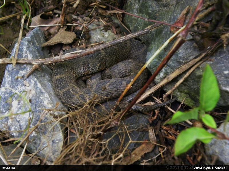 Northern Watersnake