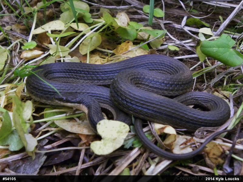 Queensnake