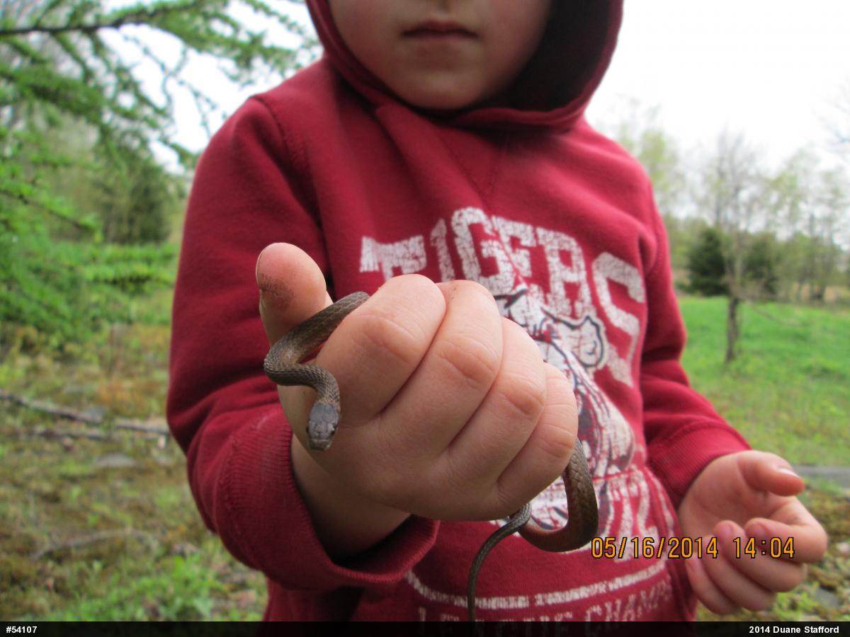Red-bellied Snake