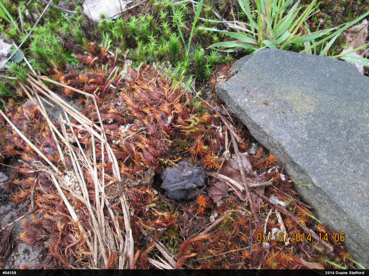 Eastern American Toad