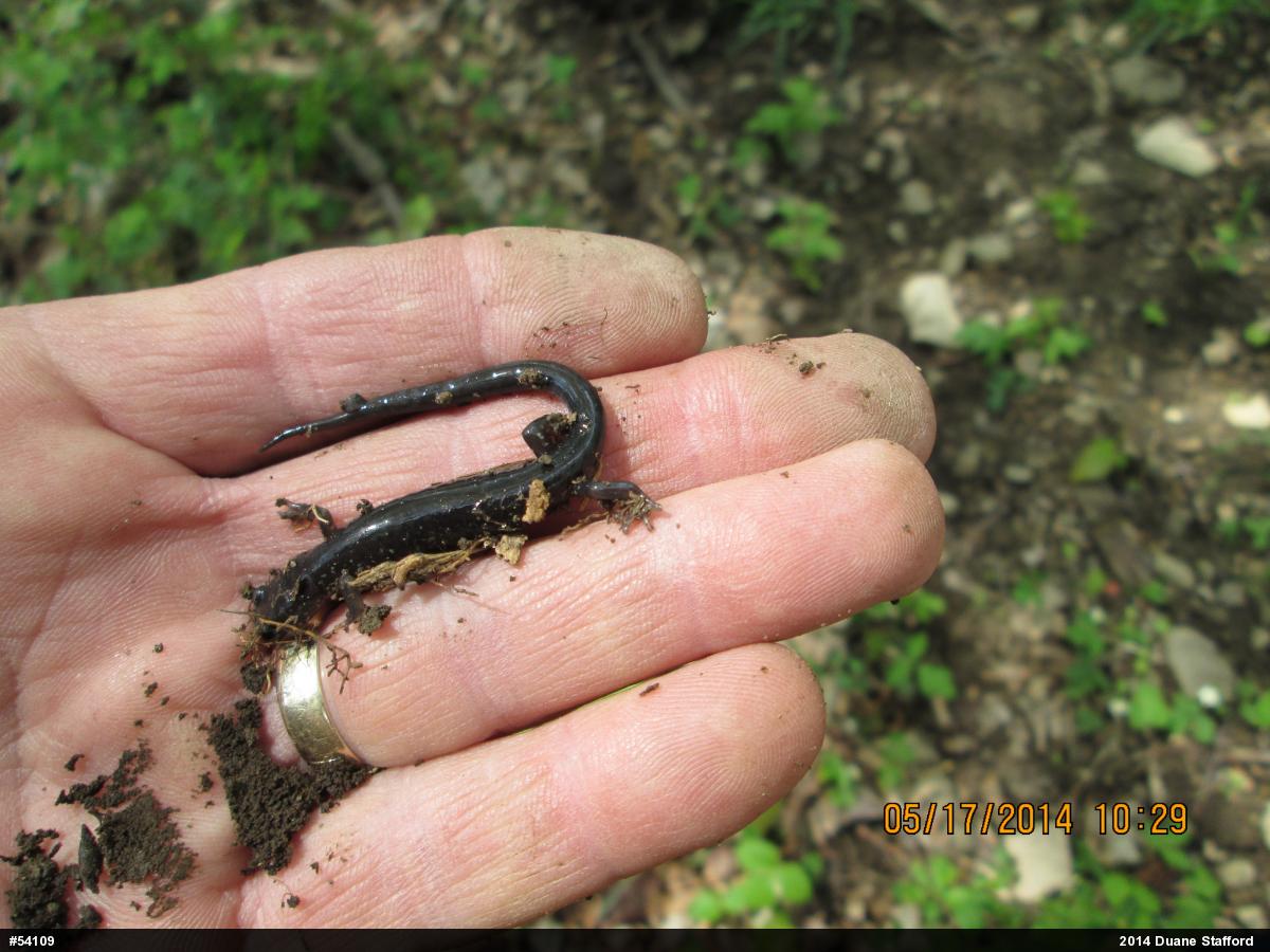 Wehrle's Salamander