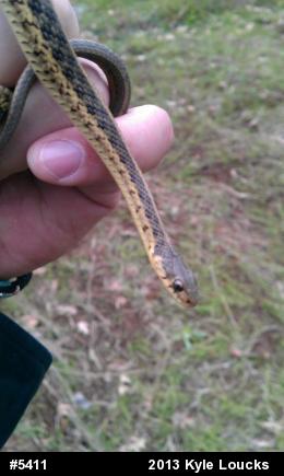 Eastern Gartersnake