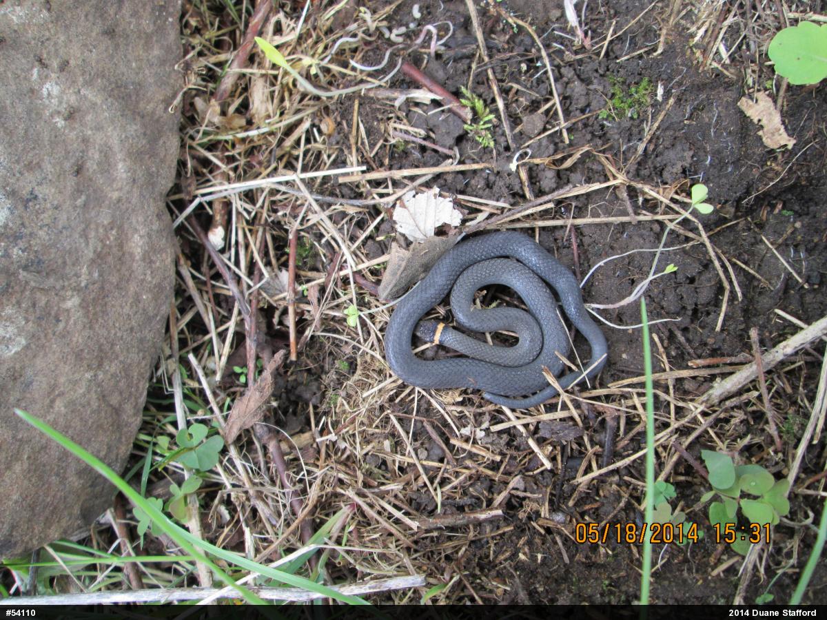 Northern Ring-necked Snake