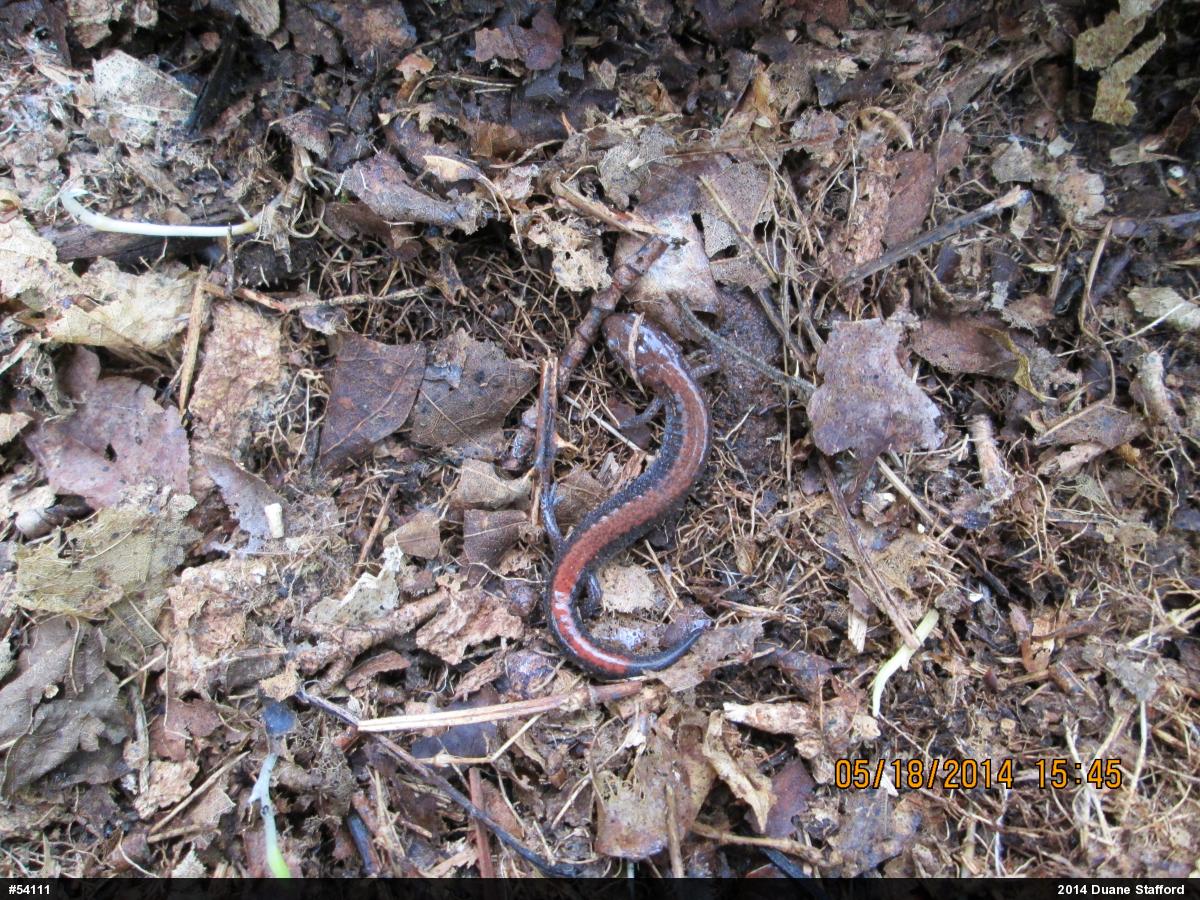 Eastern Red-backed  Salamander
