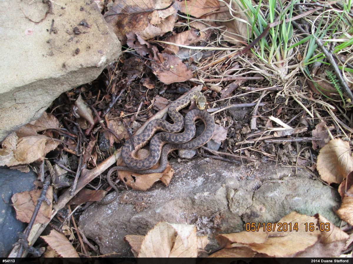 Eastern Gartersnake