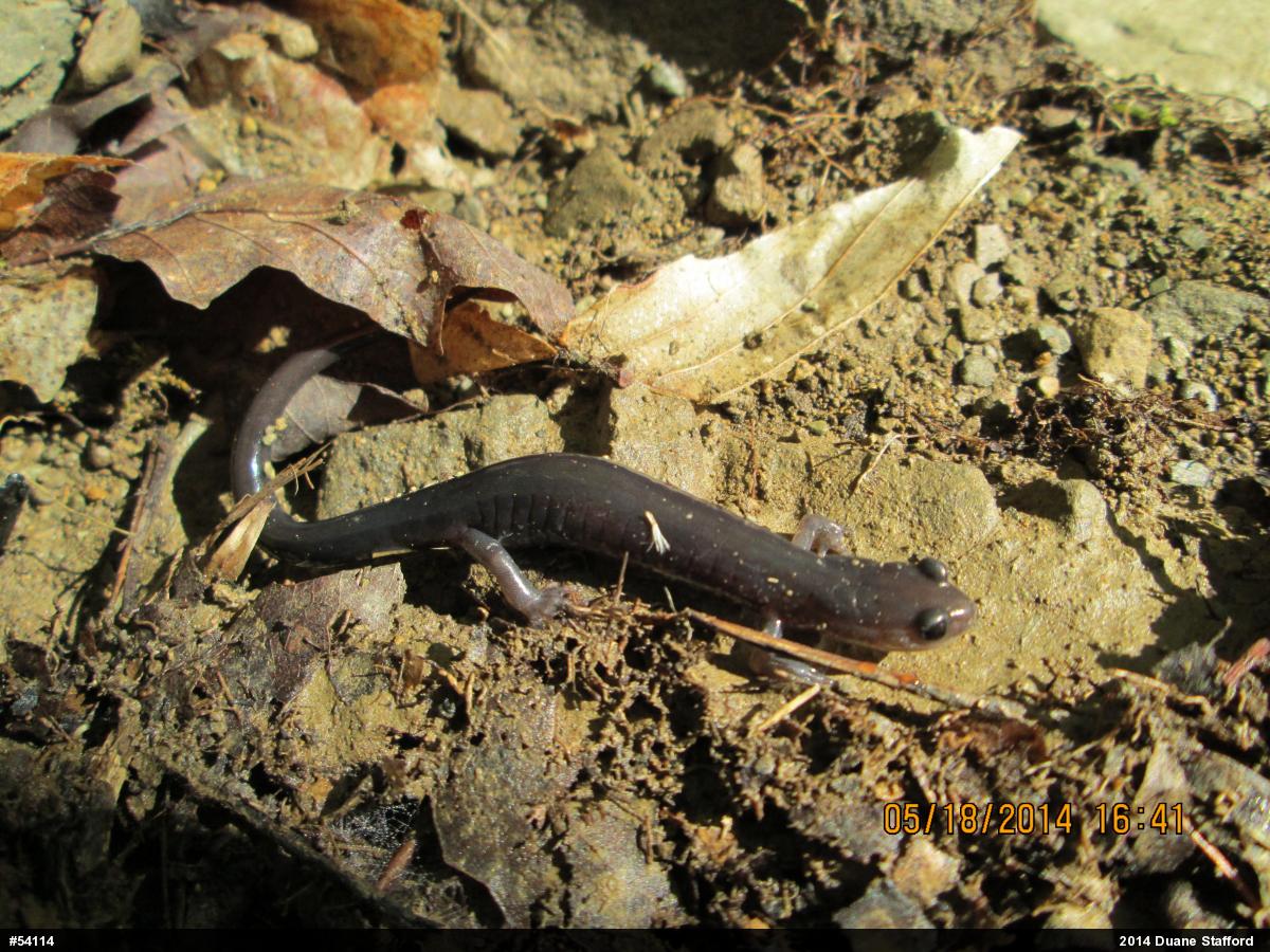Wehrle's Salamander