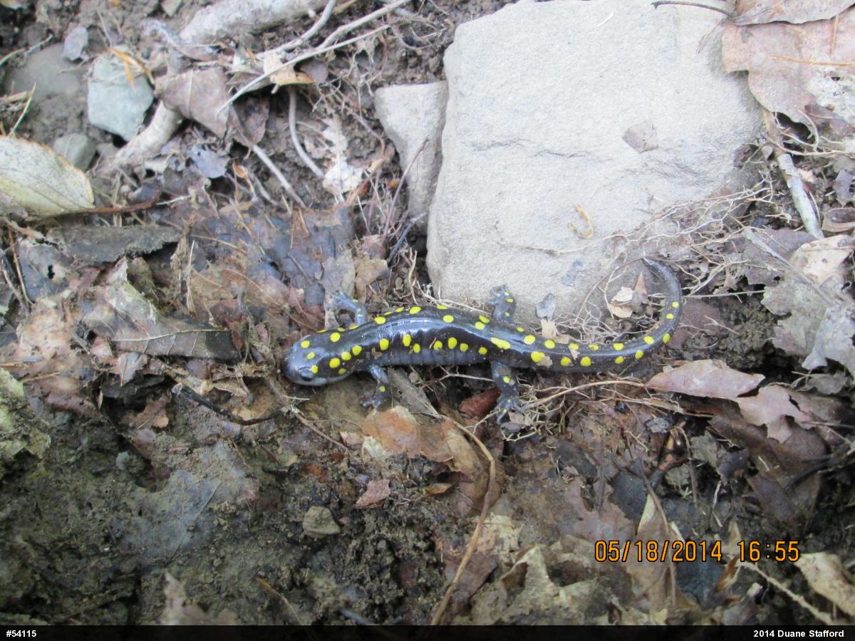 Spotted Salamander