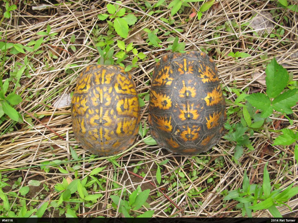 Eastern Box Turtle