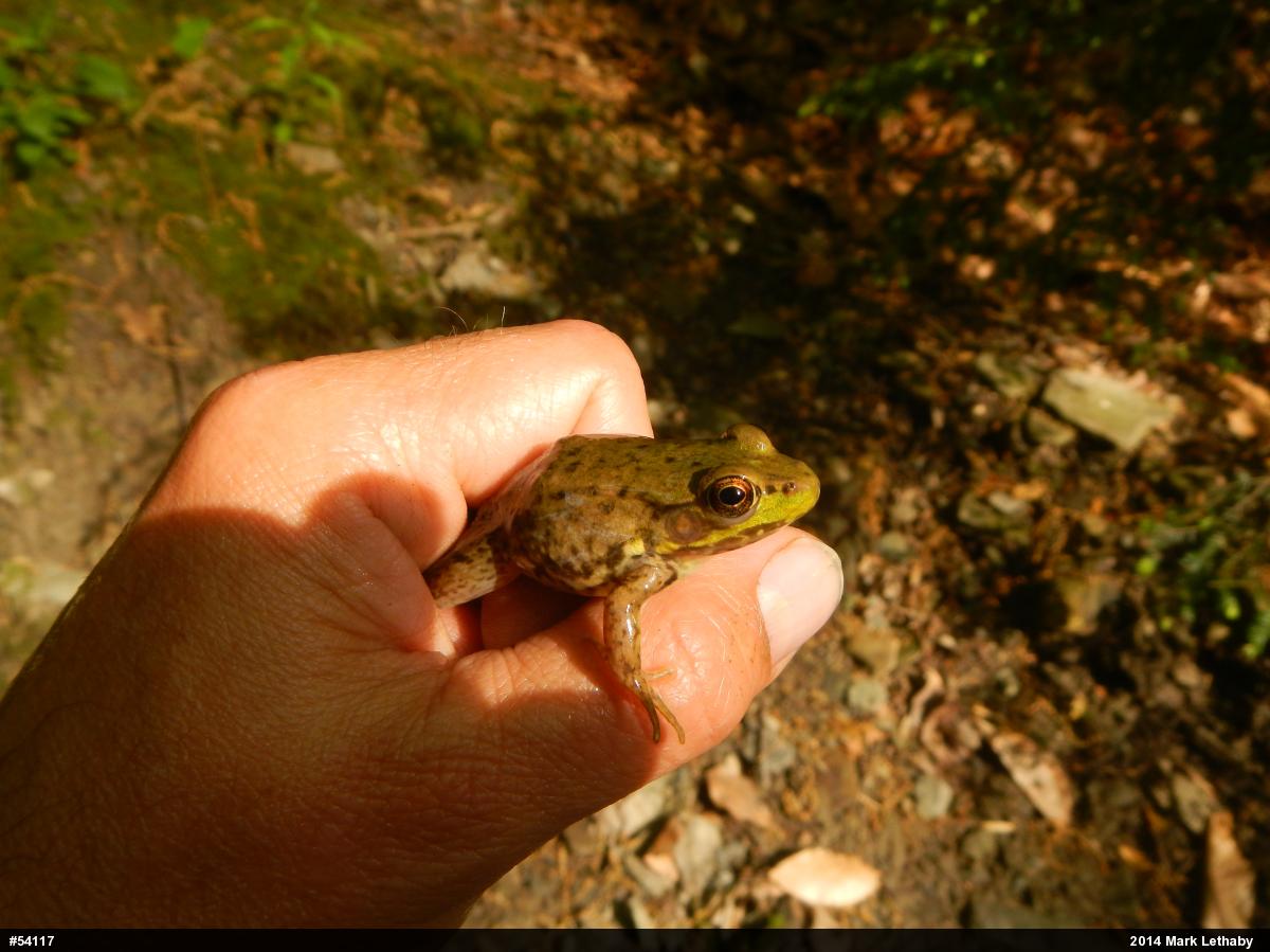 Green Frog