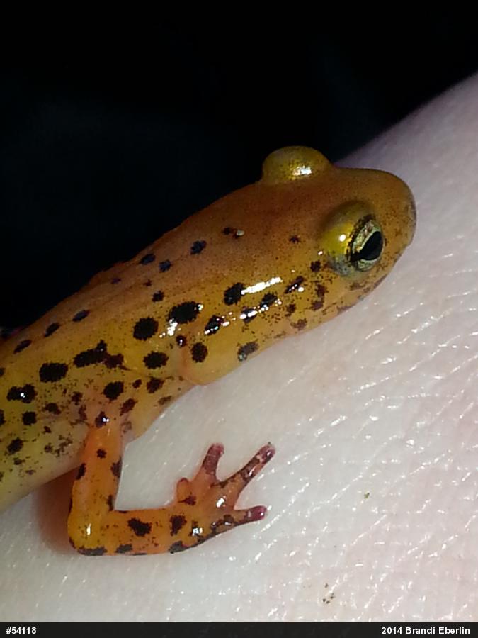 Eastern Long-tailed Salamander