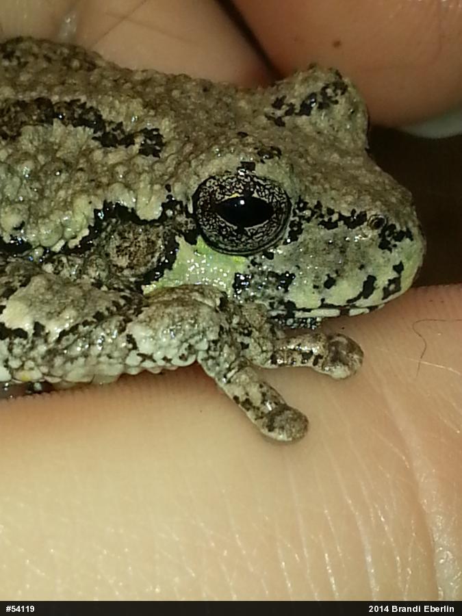 Gray Treefrog
