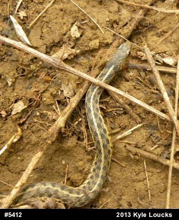 Eastern Gartersnake