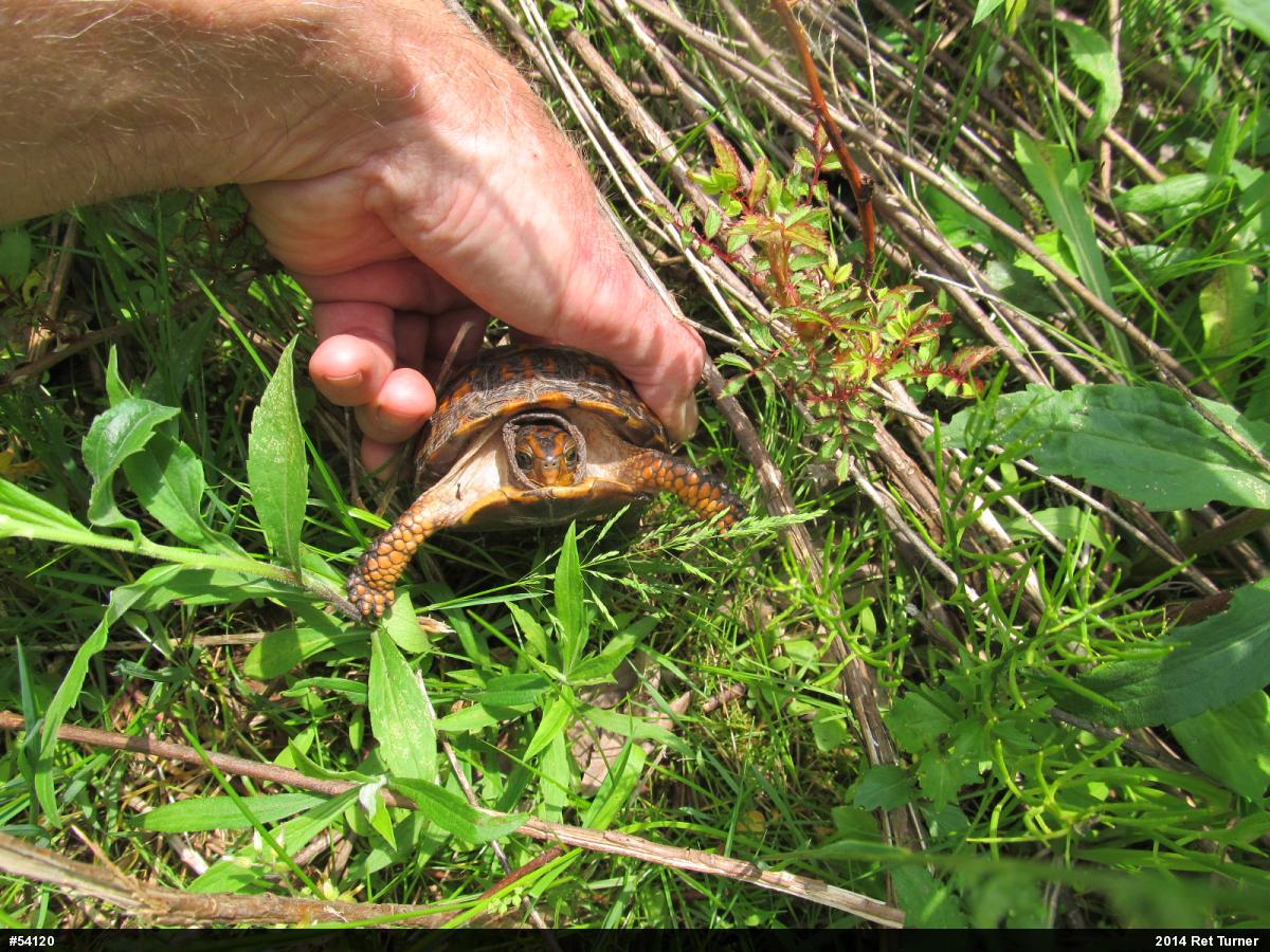 Eastern Box Turtle