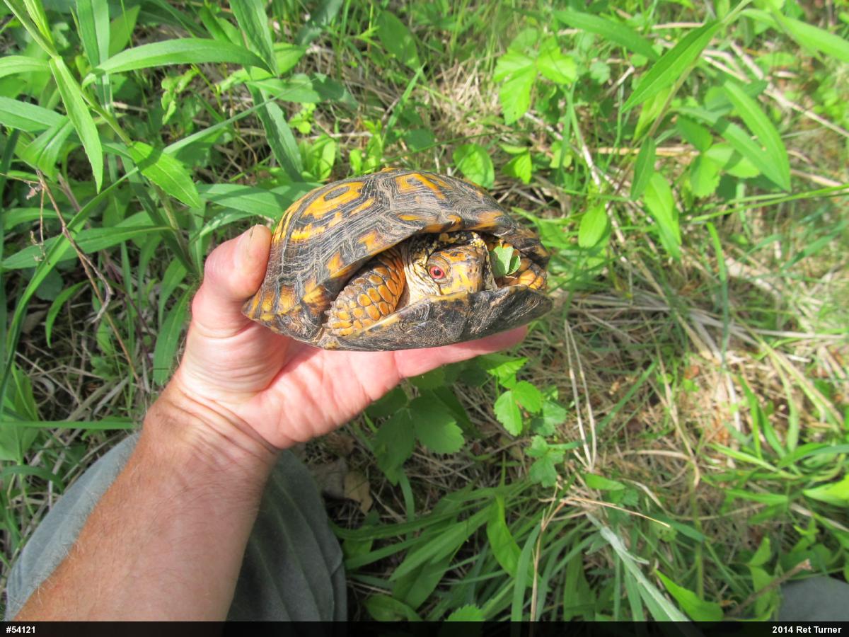 Eastern Box Turtle
