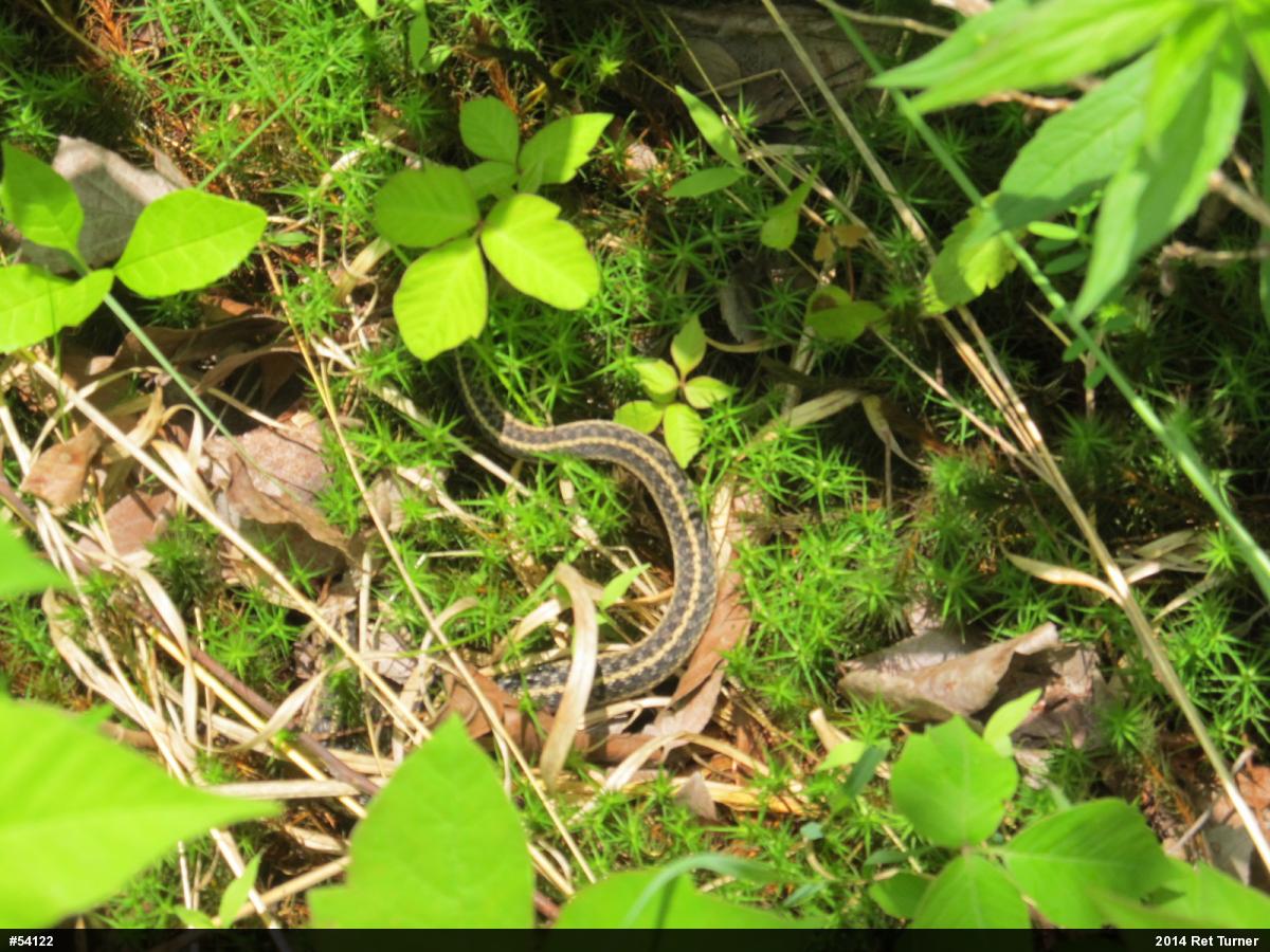 Eastern Gartersnake