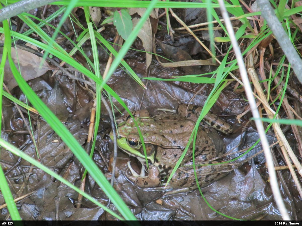 Green Frog