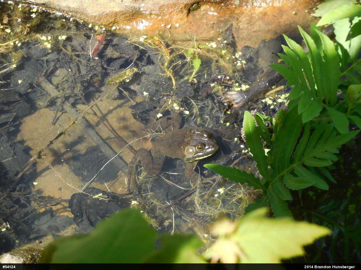 American Bullfrog